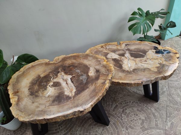 Natural Rounded Shape Coffee Table Petrified Wood Darken Color on Center Pattern Material with Painted Iron Stand