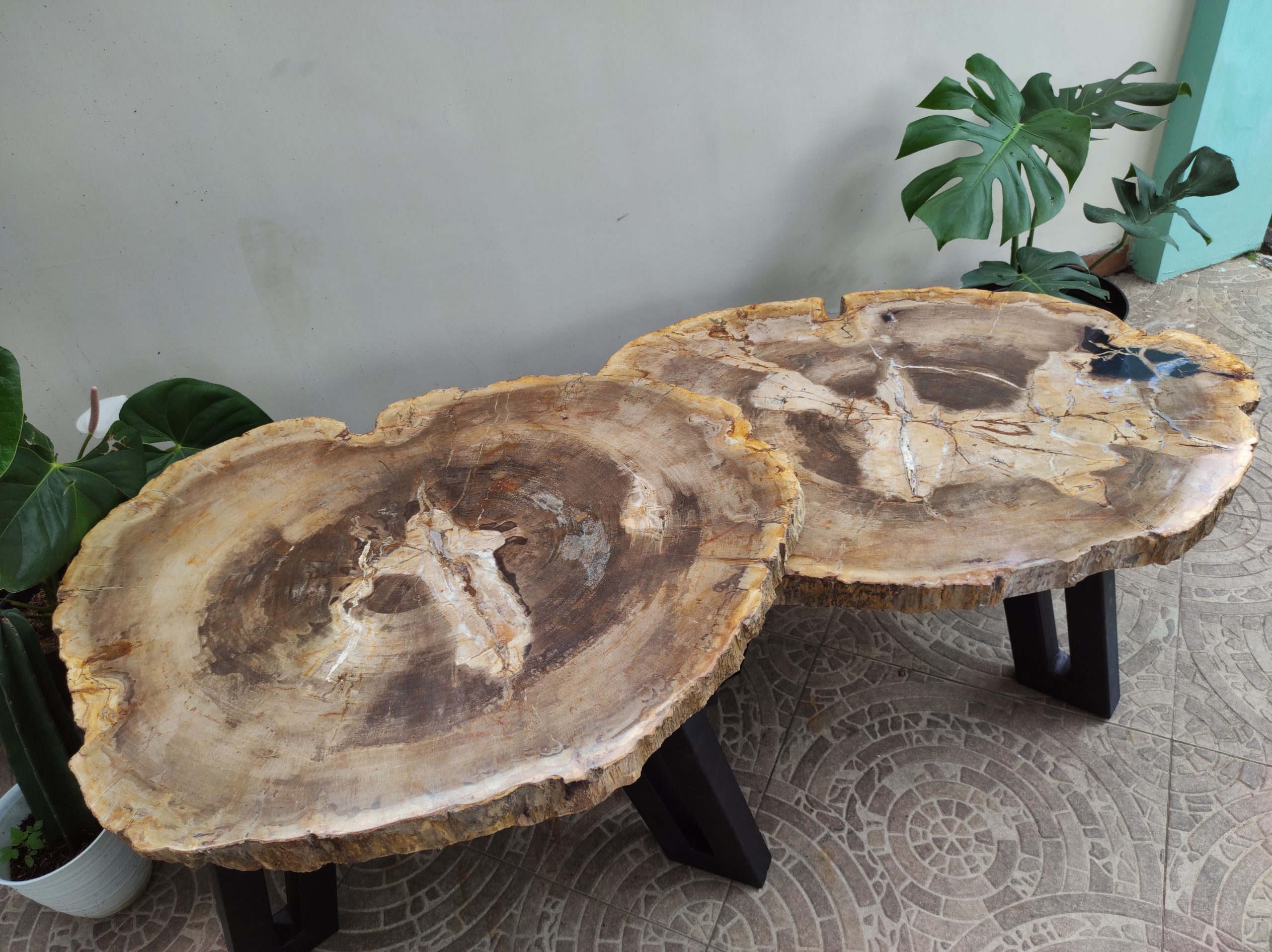 Natural Rounded Shape Coffee Table Petrified Wood Darken Color on Center Pattern Material with Painted Iron Stand